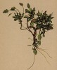 Сердечник альпийский (Cardamine alpina (лат.)) (из Atlas der Alpenflora. Дрезден. 1897 год. Том II. Лист 151)