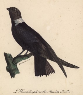 Ласточка (Hirundo albicollis (лат.)) (лист из альбома литографий "Галерея птиц... королевского сада", изданного в Париже в 1822 году)