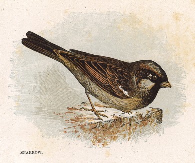 Воробей (англ. Sparrow). Лист из издания Анны Пратт Our Native Songsters. Лондон, 1852