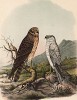 Пара степных луней в 1/3 натуральной величины (лист XIII красивой работы Оскара фон Ризенталя "Хищные птицы Германии...", изданной в Касселе в 1894 году)