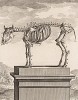 Скелет коровы (лист XXIII иллюстраций к четвёртому тому знаменитой "Естественной истории" графа де Бюффона, изданному в Париже в 1753 году)