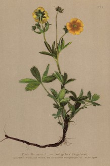 Лапчатка золотистая (Potentilla aurea (лат.)) (из Atlas der Alpenflora. Дрезден. 1897 год. Том III. Лист 221)