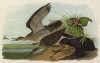 Песочники длиннохвостые (Bartramia longicauda) (лист 68 известной работы Бенджамина Уоррена "Птицы Пенсильвании", иллюстрированной по мотивам оригиналов Джона Одюбона. США. 1890 год)