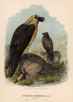 Бородач, или ягнятник, в 1/5 натуральной величины (лист XLVI красивой работы Оскара фон Ризенталя "Хищные птицы Германии...", изданной в Касселе в 1894 году)