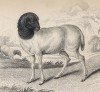 Овца персидская (Persian sheep (англ.)) (лист 16 тома X "Библиотеки натуралиста" Вильяма Жардина, изданного в Эдинбурге в 1843 году)