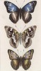 Бабочки переливница ивовая (Apatura iris (1,2)) и переливница тополевая (Apatura Ilia (лат.)) (лист 11)