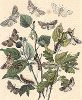 Бабочки семейства серпокрылок, пядениц и совок. "Книга бабочек" Фридриха Берге, Штутгарт, 1870. 