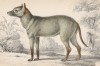 Собака Азара, или крабоед (Dusicyon Silvestris (лат.)), обитающая в Суринаме (лист 25 тома IV "Библиотеки натуралиста" Вильяма Жардина, изданного в Эдинбурге в 1839 году)