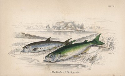 1. Сиг 2. Рыба-топорик (1. Coregonus Willughbii 2. Scopelus Humboldtii (лат.)) (лист 2 XXXIII тома "Библиотеки натуралиста" Вильяма Жардина, изданного в Эдинбурге в 1843 году)