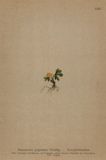 Лютик крошечный -- настоящая находка для юнната. Найдёшь -- твой (Ranunculus pygmaeus (лат.)) (из Atlas der Alpenflora. Дрезден. 1897 год. Том II. Лист 135)