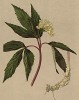 Зубянка девятилистная (Dentaria Enneaphyllos (лат.)) (из Atlas der Alpenflora. Дрезден. 1897 год. Том II. Лист 155)