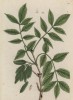 Ясень (Fraxinus (лат.)) — род древесных растений из семейства маслиновые (лист 328 "Гербария" Элизабет Блеквелл, изданного в Нюрнберге в 1757 году)