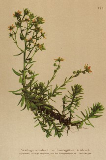 Камнеломка жестколистная (Saxifraga aizoides (лат.)) (из Atlas der Alpenflora. Дрезден. 1897 год. Том II. Лист 191)