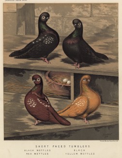 Турманы короткомордые: чёрный пятнистый, чёрный, красный пятнистый и жёлтый пятнистый (из знаменитой "Книги голубей..." Роберта Фултона, изданной в Лондоне в 1874 году)