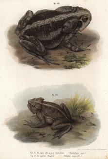 Ага (bufo marinus, ранее docidophryne agua), одна из самых крупных жаб, и костноголовая веслоногая лягушка (Otilophus margaritifer (лат.)) (из Naturgeschichte der Amphibien in ihren Sämmtlichen hauptformen. Вена. 1864 год)