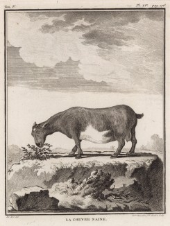 Карликовая коза (лист XV иллюстраций к пятому тому знаменитой "Естественной истории" графа де Бюффона, изданному в Париже в 1755 году)