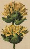 Горечавка жёлтая (Gentiana lutea (лат.)) (из Atlas der Alpenflora. Дрезден. 1897 год. Том IV. Лист 330)