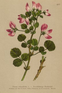 Хелижник круглолистный (Ononis rotundifolia (лат.)) (из Atlas der Alpenflora. Дрезден. 1897 год. Том III. Лист 237)