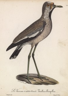 Чибис с белым хохолком (лист из альбома литографий "Галерея птиц... королевского сада", изданного в Париже в 1825 году)