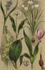 Птицемлечник зонтичный (Ornithogalum umbellatum), пролеска двулистная (Scilla bifolia), черемша (Allium ursinum), черемица белая (Veratrum album), зимовник осенний (Colchicum autumnale)