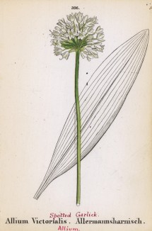 Лук медвежий (черемша) (Allium Victorialis (лат.)) (лист 396 известной работы Йозефа Карла Вебера "Растения Альп", изданной в Мюнхене в 1872 году)