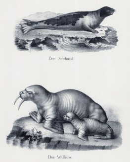 Тюлень и морж с детёнышем (лист 27 первого тома работы профессора Шинца Naturgeschichte und Abbildungen der Menschen und Säugethiere..., вышедшей в Цюрихе в 1840 году)