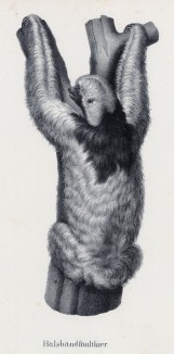 Гигантский ленивец (лист 34 первого тома работы профессора Шинца Naturgeschichte und Abbildungen der Menschen und Säugethiere..., вышедшей в Цюрихе в 1840 году)