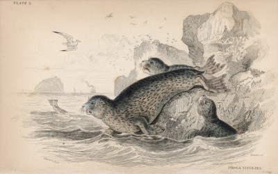 Тюлень обыкновенный (Phoca vitulina (лат.)) (лист 2 тома VI "Библиотеки натуралиста" Вильяма Жардина, изданного в Эдинбурге в 1843 году)