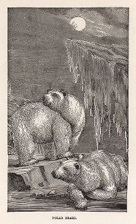 Полярные медведи. Гравюра из серии  "Half Hours In The Far North", Лондон, 1897 год