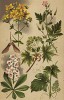 Герань Роберта (Geranium Robertianum), зверобой обыкновенный (Hypericum perforatum), клён остролистный (Acer platanoides), виноград обыкновенный (Vitis vinifera), конский каштан (Aesculus Hippocastanum)