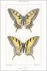Копия «Бабочки махаон (Papilio Maсhaon) и алексанор (Papilio Alexanor (лат.)) (лист 13)»