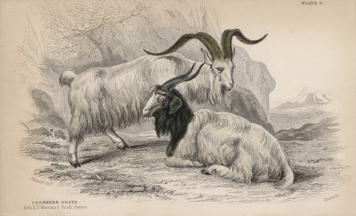 Кашемировые козёл и коза (Goat of Cashmere (англ.)) (лист 9 тома X "Библиотеки натуралиста" Вильяма Жардина, изданного в Эдинбурге в 1843 году)