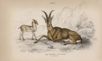 Безоаровые коза и козлёнок (Capra egagrus (лат.)) (лист 6 тома X "Библиотеки натуралиста" Вильяма Жардина, изданного в Эдинбурге в 1843 году)