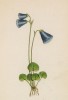 Сольданелла крохотная (Soldanella pusilla (лат.)) (лист 362 известной работы Йозефа Карла Вебера "Растения Альп", изданной в Мюнхене в 1872 году)