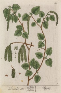 Листья и серёжки берёзы (лист 240 "Гербария" Элизабет Блеквелл, изданного в Нюрнберге в 1757 году)