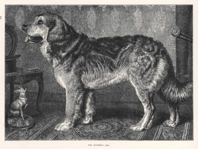 Леонбергер из "Книги собак" Веро Шоу, изданной в Лондоне в 1881 году