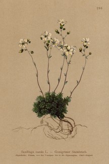 Камнеломка голубоватая (Saxifraga caesia (лат.)) (из Atlas der Alpenflora. Дрезден. 1897 год. Том II. Лист 196)