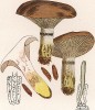 Мокруха еловая, Comphidius glutionosus Schaeff. (лат.). Хороший съедобный гриб. Дж.Бресадола, Funghi mangerecci e velenosi, т.II, л.146. Тренто, 1933