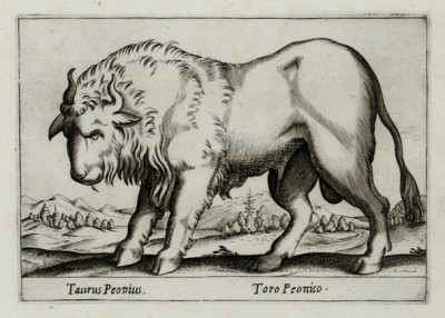 Бык (лист из альбома Nova raccolta de li animali piu curiosi del mondo disegnati et intagliati da Antonio Tempesta... Рим. 1651 год)