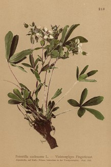 Лапчатка стеблевая (Potentilla caulescens (лат.)) (из Atlas der Alpenflora. Дрезден. 1897 год. Том III. Лист 218)