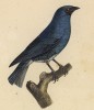 Ласточковая танагра (Tersina coerula (лат.)) (лист из альбома литографий "Галерея птиц... королевского сада", изданного в Париже в 1822 году)