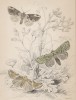 Совковидка, или пухоспинка розовая, и медведица (1. April Miselia 2. Peach-blossom Moth 3. Buff Arches (англ.)) (лист 23 тома XL "Библиотеки натуралиста" Вильяма Жардина, изданного в Эдинбурге в 1843 году)