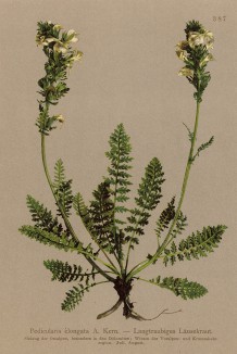 Мытник длиннолистный (Pedicularis elongata (лат.)) (из Atlas der Alpenflora. Дрезден. 1897 год. Том IV. Лист 387)
