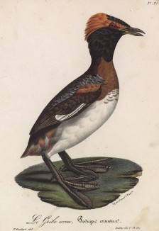 Поганка рогатая (лист из альбома литографий "Галерея птиц... королевского сада", изданного в Париже в 1825 году)