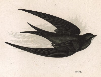 Стриж (англ. Swift). Лист из издания Анны Пратт Our Native Songsters. Лондон, 1852