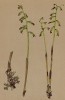 Ладьян, занесённый в Красную книгу (Corallorrhiza innata R. B. (лат.)) (из Atlas der Alpenflora. Дрезден. 1897 год. Том I. Лист 74)