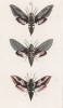 Бабочки рода Deilephila: Hippophaes (1), Vespertilio (2), Euphoribae (3) (лат.) (лист 43)