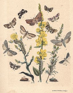 Мотыльки-совки. "Книга бабочек" Фридриха Берге, Штутгарт, 1870. 