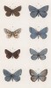 Бабочки рода Lucaena: Eumedon (1), Orbitulus (2), Agestis (3), Escheri (4), Icarius (5), Adonis (6), Dorylas (7), Corydon (8) (лат.) (лист 25)