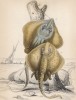1. Звездчатый скат 2. Морской кот, или обыкновенный хвостокол (1. Raiia radiata 2. Trygon pastinacea (лат.)) (лист 31 XXXIII тома "Библиотеки натуралиста" Вильяма Жардина, изданного в Эдинбурге в 1843 году)